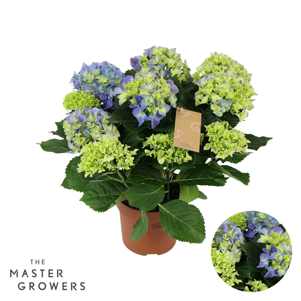 <h4>Hydrangea blue 9/10 flowers</h4>
