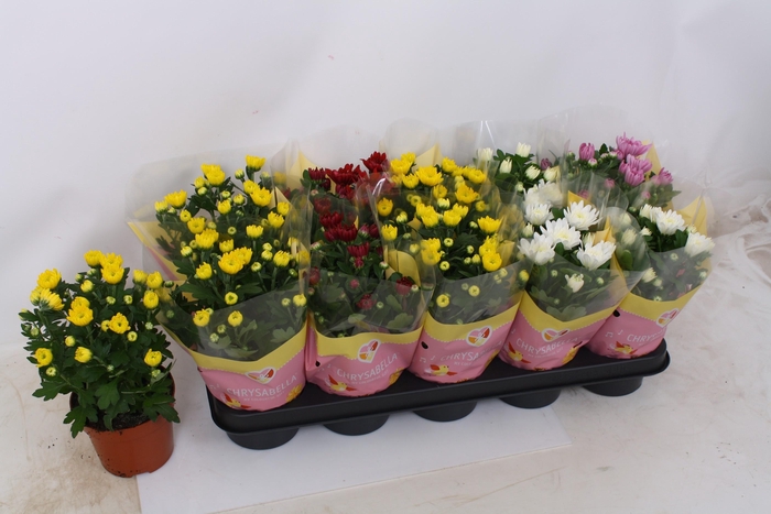 <h4>CHRYS GEVULDBL GEM</h4>