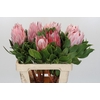 Protea Cynaroides
