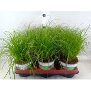 Cyperus alternifolius 'Zumula'