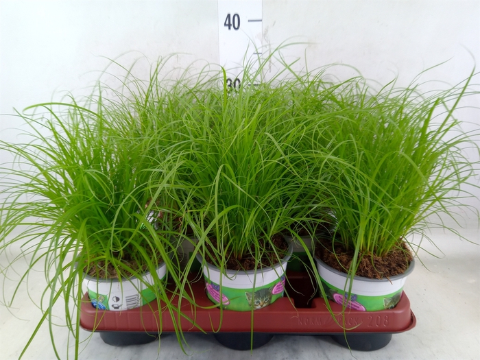 <h4>Cyperus alternifolius 'Zumula'</h4>