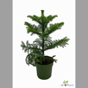 ARAUCARIA