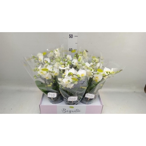 Phalaenopsis multi. ...white