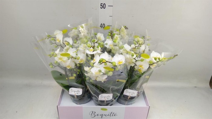 <h4>Phalaenopsis multi.   ...white</h4>