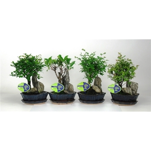 Bonsai mix, indoor, 16 cm., with rock, with drip tray