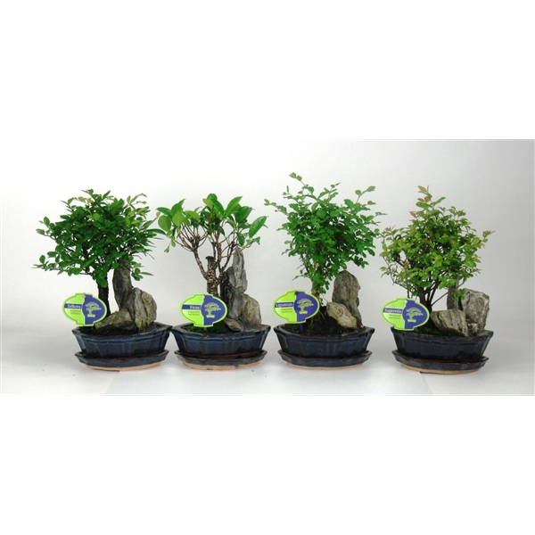 <h4>Bonsai mix, indoor, 16 cm., with rock, with drip tray</h4>