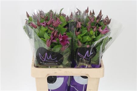 <h4>Clematis Kyiv Dark Pink</h4>