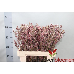 SALIX CH RED PASSION