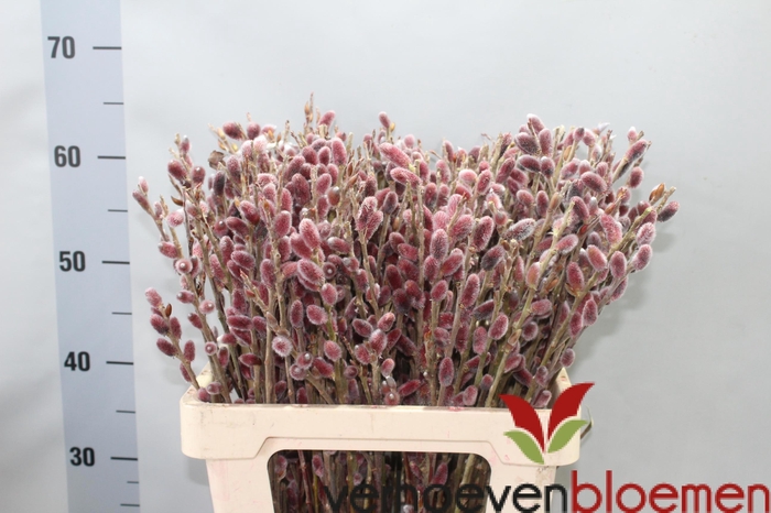 <h4>SALIX CH RED PASSION</h4>