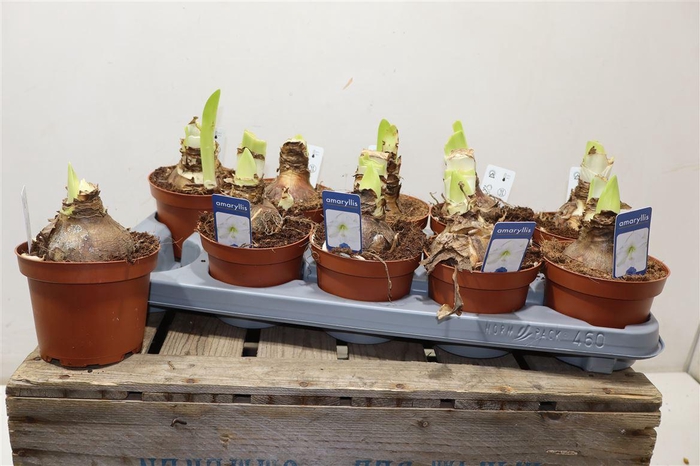 <h4>Hipp Ov White</h4>