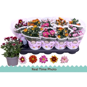 CHRYS GEM 2 KL BLOEM