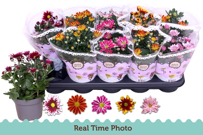 <h4>CHRYS GEM 2 KL BLOEM</h4>