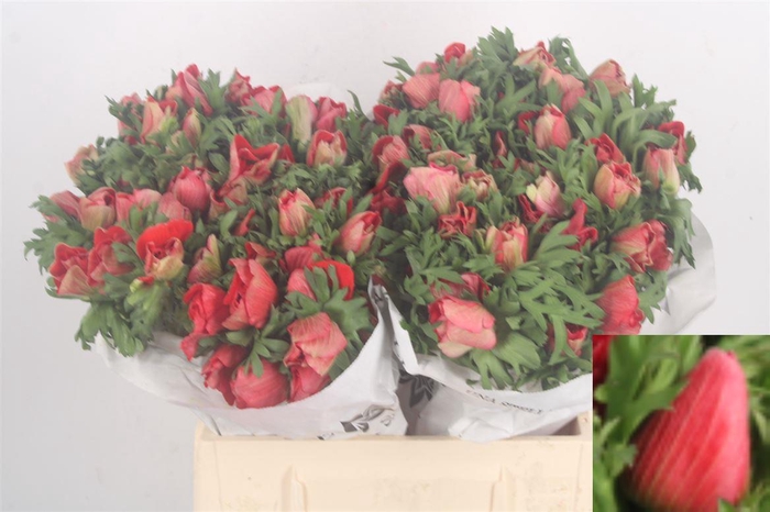 <h4>Anemone Mistral Red</h4>