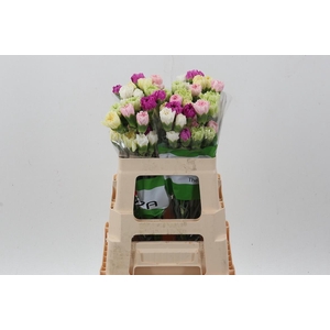 Di St Rainbow Pastel 60cm