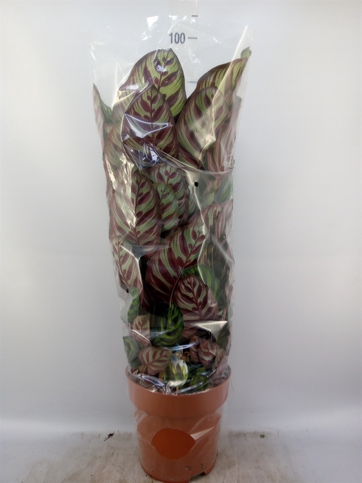 <h4>Calathea makoyana</h4>