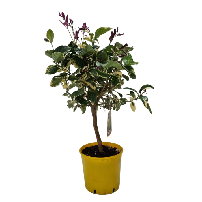 <h4>Citrus hystrix</h4>