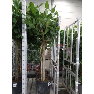 Ficus benghalensis 'Audrey'