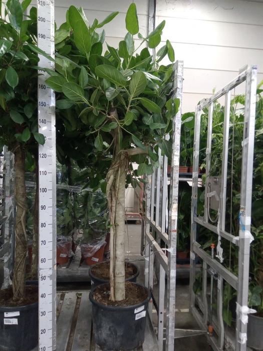 <h4>Ficus benghalensis 'Audrey'</h4>