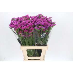 Limonium Crystal Cerise