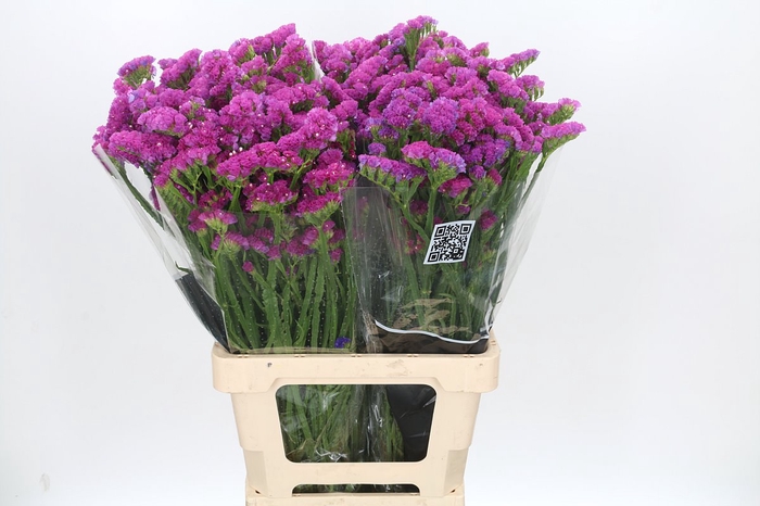 <h4>Limonium Crystal Cerise</h4>