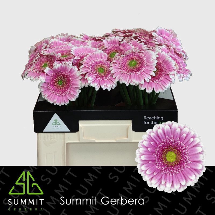 <h4>Gerbera Finley Water</h4>