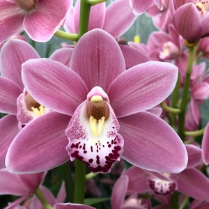 Cymb Mi Solo Leekade X4