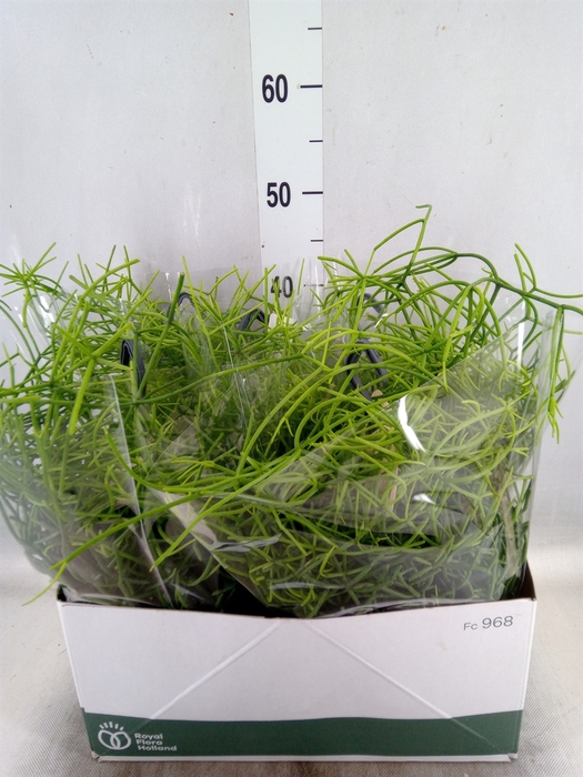 <h4>Rhipsalis   ...</h4>