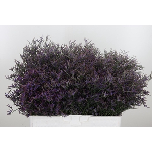 Limonium Sinense Safora Dark Blue