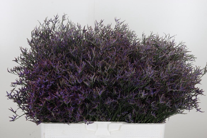 <h4>Limonium Sinense Safora Dark Blue</h4>