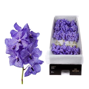 Vanda Kanchana Delft Blue X20