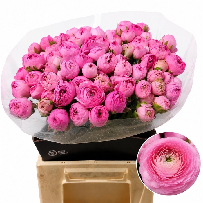 <h4>RAN AAZUR LI PINK</h4>