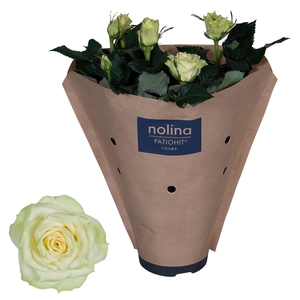 Nolina Roses Ø 13 cm White Paper sleeve