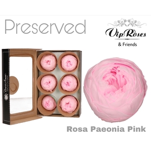 R Preserved Rosa Paeonia Pink