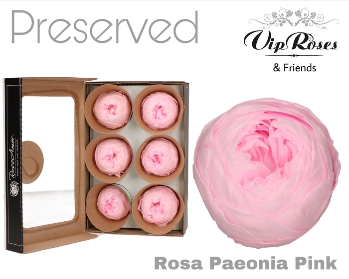 R Preserved Rosa Paeonia Pink