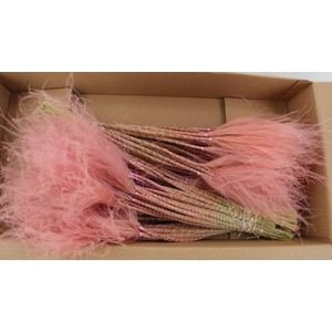 DF Stypha 60cm Bs Pink