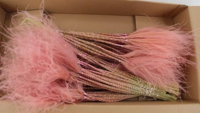 <h4>DF Stypha 60cm Bs Pink</h4>