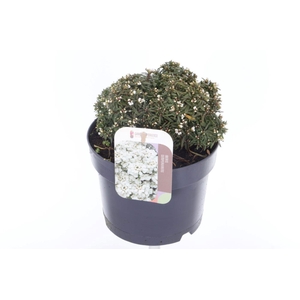 Iberis sempervirens Snow Cone