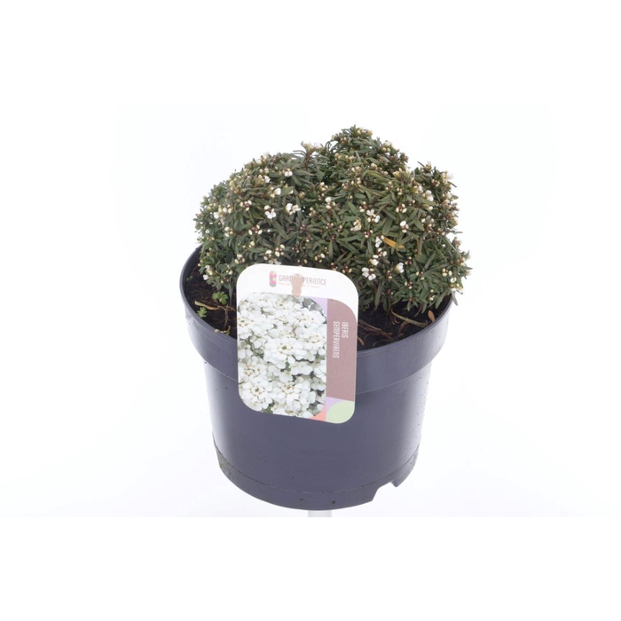 <h4>Iberis sempervirens Snow Cone</h4>