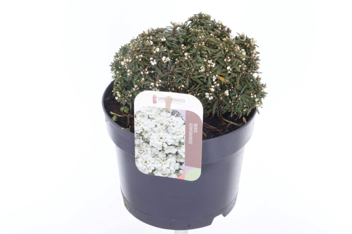 Iberis sempervirens Snow Cone