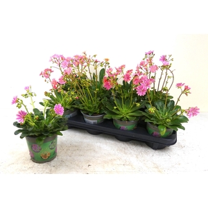 LEWI COTYLEDON
