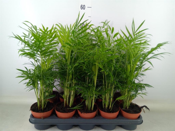 <h4>Chamaedorea elegans</h4>
