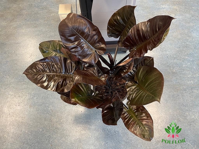 Philodendron Red Congo 35Ø 120cm
