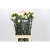 Dianthus St Brut