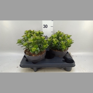 Crassula ovata 'Minor'