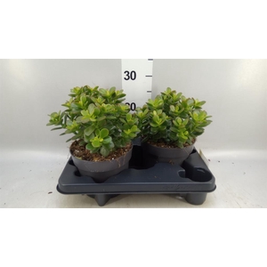 Crassula ovata 'Minor'