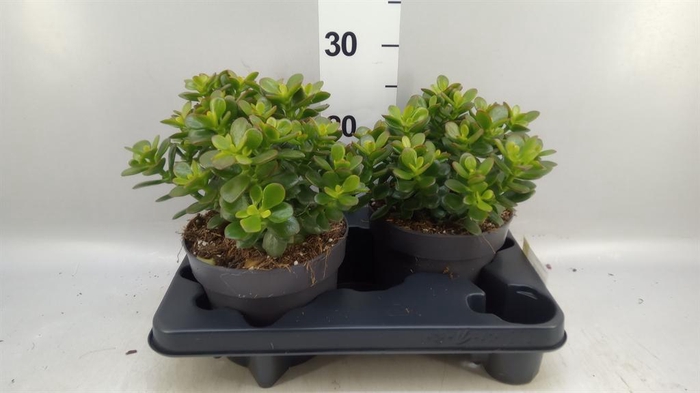 <h4>Crassula ovata 'Minor'</h4>