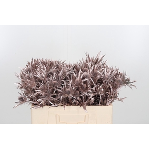 Eryn Orion Kl Bh Champagne