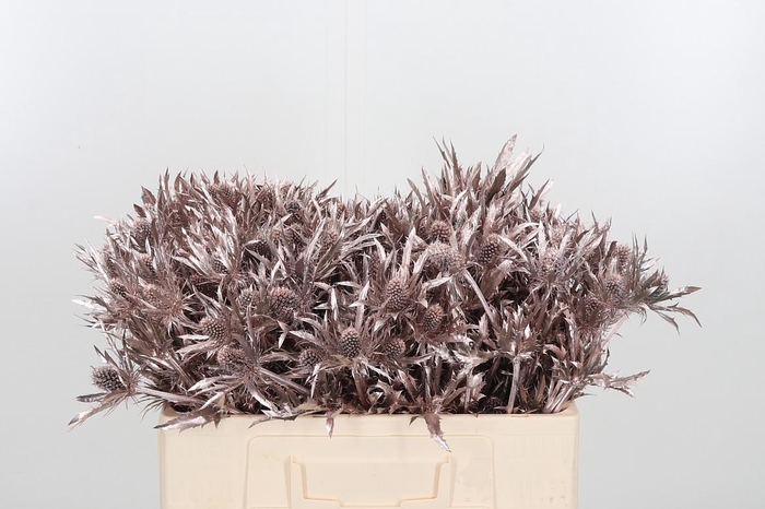 <h4>Eryn Orion Kl Bh Champagne</h4>