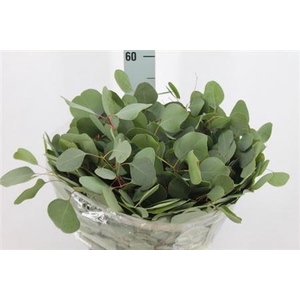 Euca Populus Blad Kort 180gr