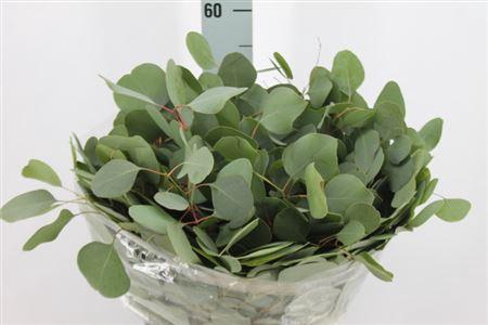 <h4>Euca Populus Blad Kort 180gr</h4>